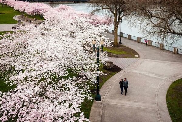 Hanami: η αποθέωση της Άνοιξης