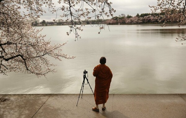 Hanami: η αποθέωση της Άνοιξης