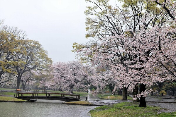 Hanami: η αποθέωση της Άνοιξης