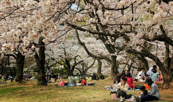 Hanami: η αποθέωση της Άνοιξης