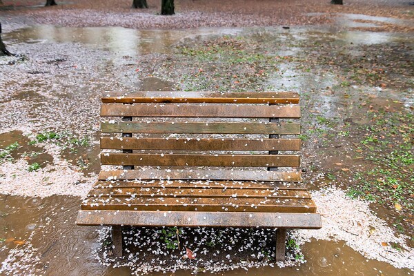 Hanami: η αποθέωση της Άνοιξης