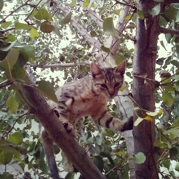 #LIFOPETS (52): Αυτά είναι τα κατοικίδιά μας