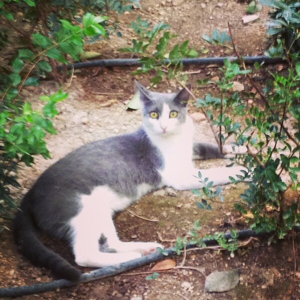 #LIFOPETS (57): Αυτά είναι τα κατοικίδιά μας