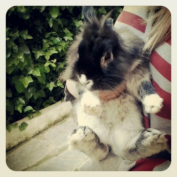 #LIFOPETS (33): Αυτά είναι τα κατοικίδιά μας
