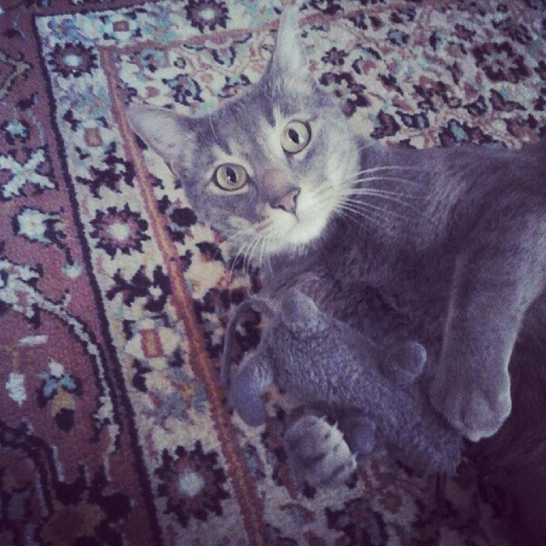 #LIFOPETS (34): Αυτά είναι τα κατοικίδιά μας