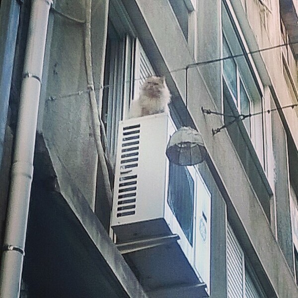 #LIFOPETS (33): Αυτά είναι τα κατοικίδιά μας