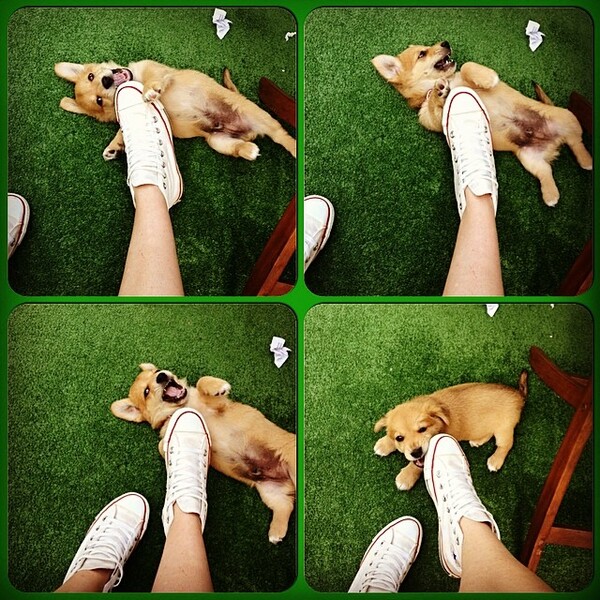#LIFOPETS (40): Αυτά είναι τα κατοικίδιά μας