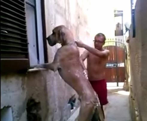 Να πώς να πλύνετε έναν σκύλο που δεν χωρά στο μπάνιο