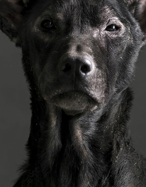 Tα συγκινητικά πορτρέτα σκύλων πριν την ευθανασία