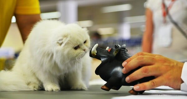 Μια ολόκληρη μέρα στο πρώτο παγκόσμιο Cat Show της Ελλάδας