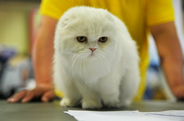 Μια ολόκληρη μέρα στο πρώτο παγκόσμιο Cat Show της Ελλάδας