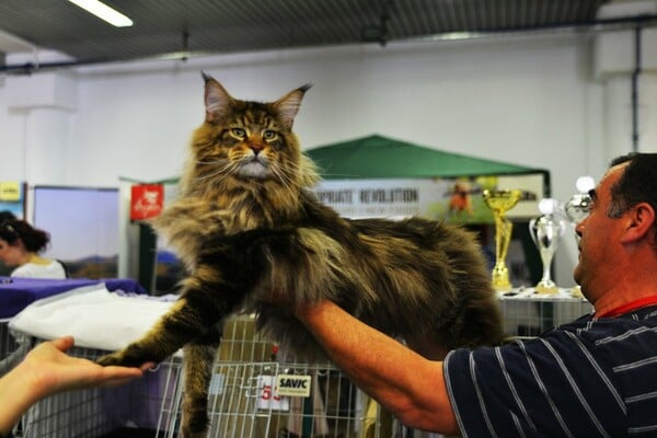 Μια ολόκληρη μέρα στο πρώτο παγκόσμιο Cat Show της Ελλάδας