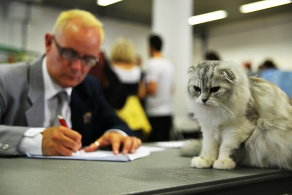 Μια ολόκληρη μέρα στο πρώτο παγκόσμιο Cat Show της Ελλάδας