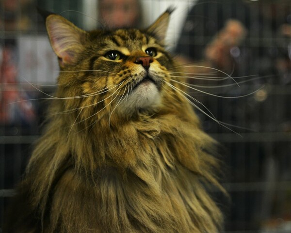 Μια ολόκληρη μέρα στο πρώτο παγκόσμιο Cat Show της Ελλάδας