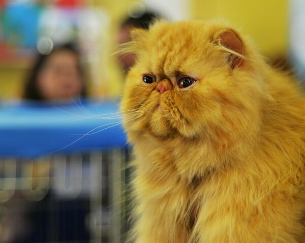 Μια ολόκληρη μέρα στο πρώτο παγκόσμιο Cat Show της Ελλάδας