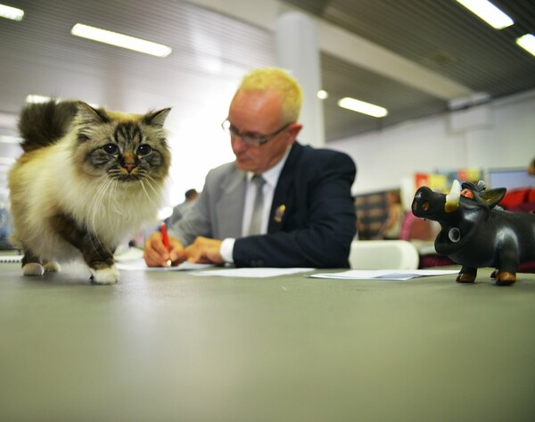 Μια ολόκληρη μέρα στο πρώτο παγκόσμιο Cat Show της Ελλάδας