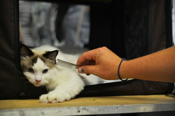 Μια ολόκληρη μέρα στο πρώτο παγκόσμιο Cat Show της Ελλάδας