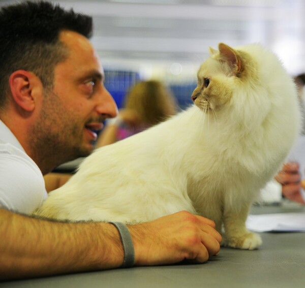 Μια ολόκληρη μέρα στο πρώτο παγκόσμιο Cat Show της Ελλάδας