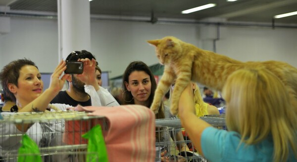 Μια ολόκληρη μέρα στο πρώτο παγκόσμιο Cat Show της Ελλάδας