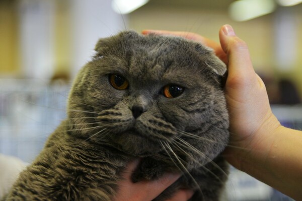 Μια ολόκληρη μέρα στο πρώτο παγκόσμιο Cat Show της Ελλάδας