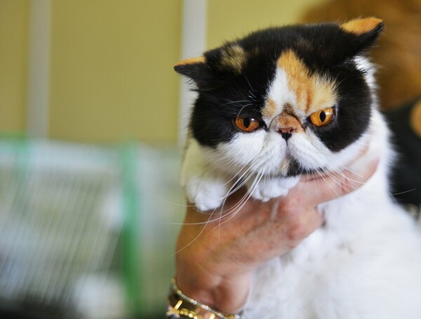 Μια ολόκληρη μέρα στο πρώτο παγκόσμιο Cat Show της Ελλάδας