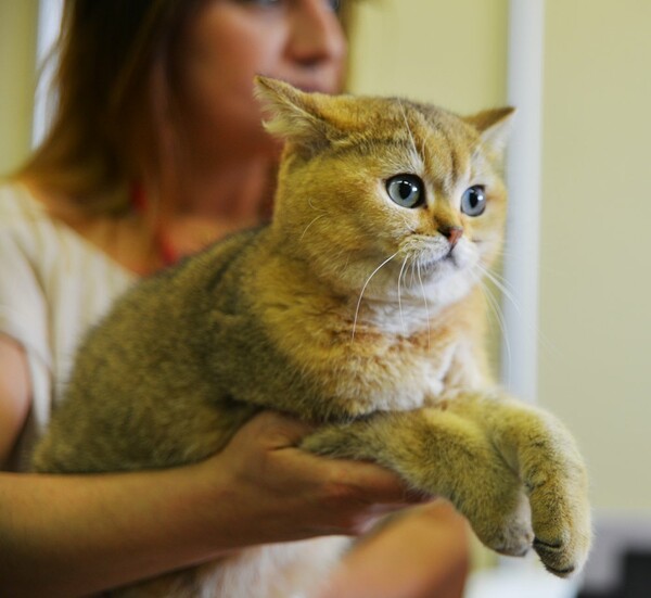 Μια ολόκληρη μέρα στο πρώτο παγκόσμιο Cat Show της Ελλάδας