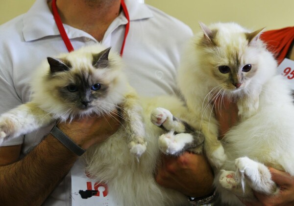 Μια ολόκληρη μέρα στο πρώτο παγκόσμιο Cat Show της Ελλάδας