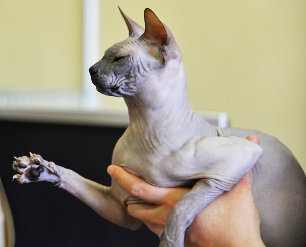 Μια ολόκληρη μέρα στο πρώτο παγκόσμιο Cat Show της Ελλάδας