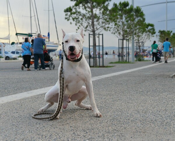 Οι σκύλοι της Θεσσαλονίκης!