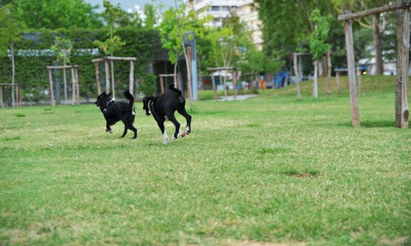 Οι σκύλοι της Θεσσαλονίκης!