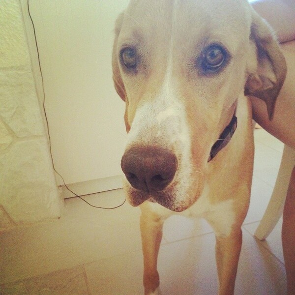 #LIFOPETS (53): Αυτά είναι τα κατοικίδιά μας