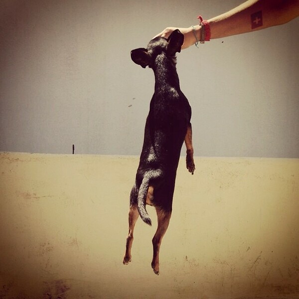 #LIFOPETS (31): Αυτά είναι τα κατοικίδιά μας