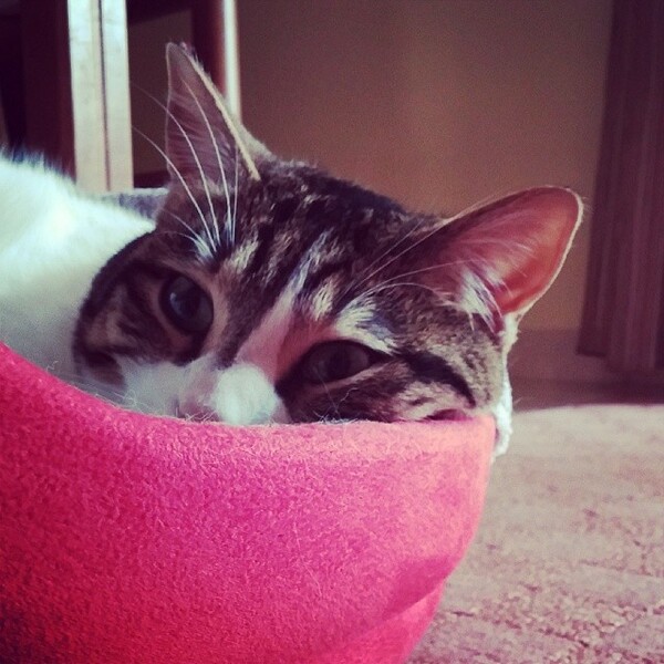 #LIFOPETS (34): Αυτά είναι τα κατοικίδιά μας