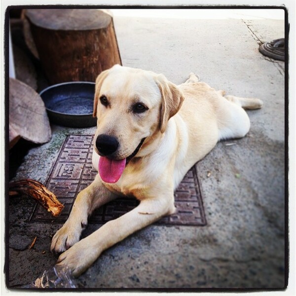 #LIFOPETS (51): Αυτά είναι τα κατοικίδιά μας