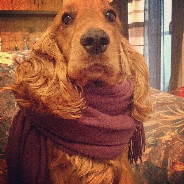 #LIFOPETS (33): Αυτά είναι τα κατοικίδιά μας