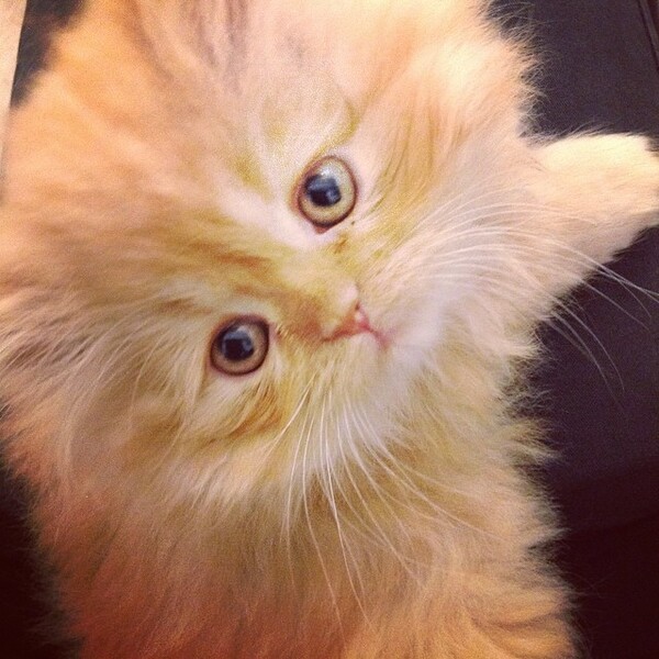 #LIFOPETS (36): Αυτά είναι τα κατοικίδιά μας