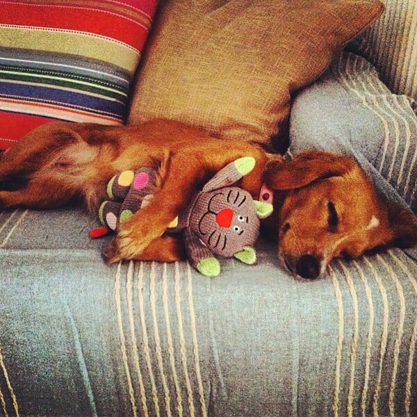 #LIFOPETS (30): Αυτά είναι τα κατοικίδιά μας