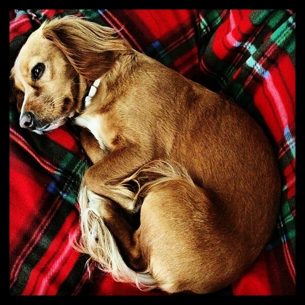 #LIFOPETS (34): Αυτά είναι τα κατοικίδιά μας
