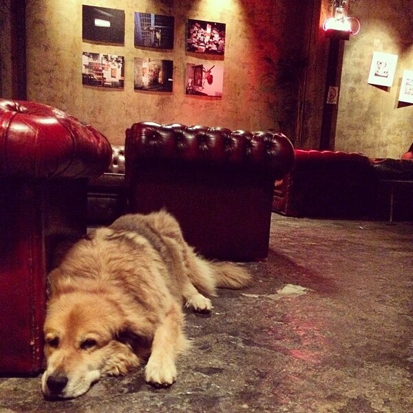 #LIFOPETS (34): Αυτά είναι τα κατοικίδιά μας
