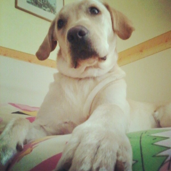 #LIFOPETS (53): Αυτά είναι τα κατοικίδιά μας