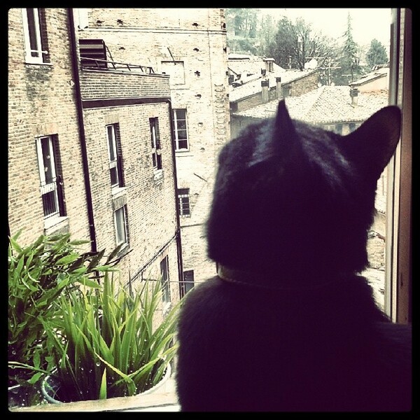 #LIFOPETS (33): Αυτά είναι τα κατοικίδιά μας