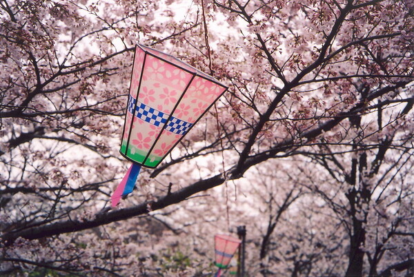 Hanami: η αποθέωση της Άνοιξης