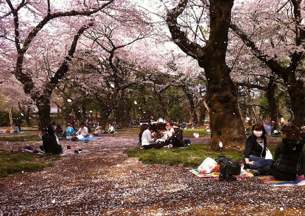 Hanami: η αποθέωση της Άνοιξης