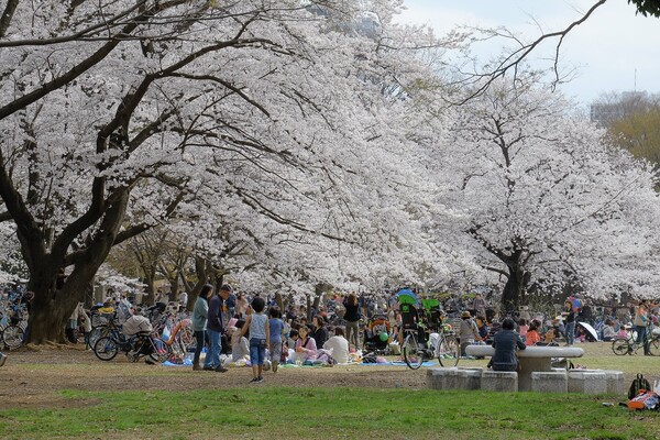 Hanami: η αποθέωση της Άνοιξης