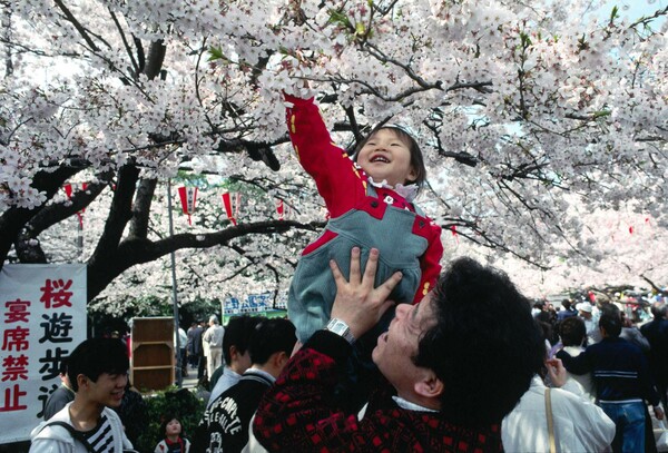 Hanami: η αποθέωση της Άνοιξης