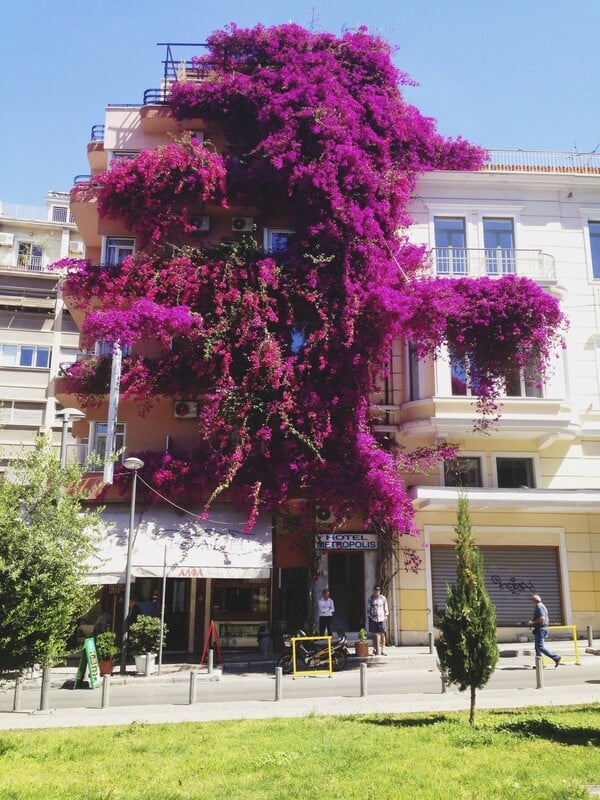 Γιατί κόπηκε η μεγαλύτερη μπουκαμβίλια της Αθήνας;