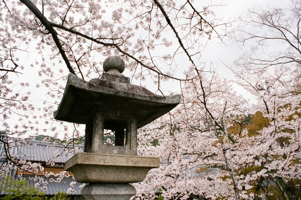 Hanami: η αποθέωση της Άνοιξης