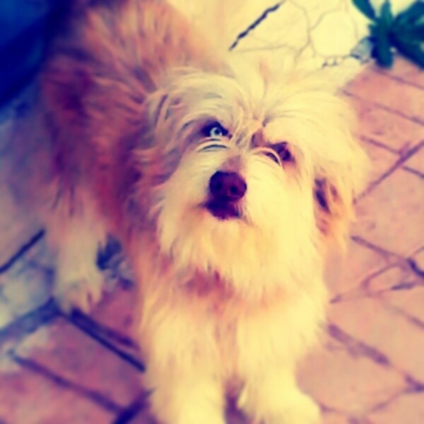#LIFOPETS (33): Αυτά είναι τα κατοικίδιά μας