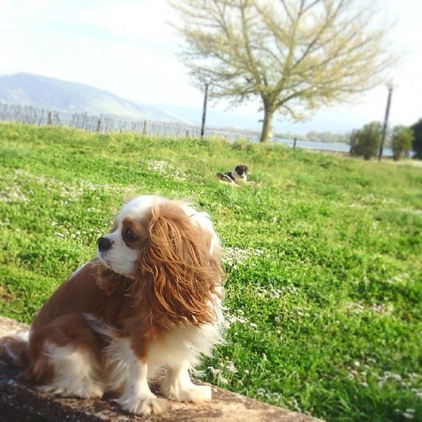 #LIFOPETS (34): Αυτά είναι τα κατοικίδιά μας