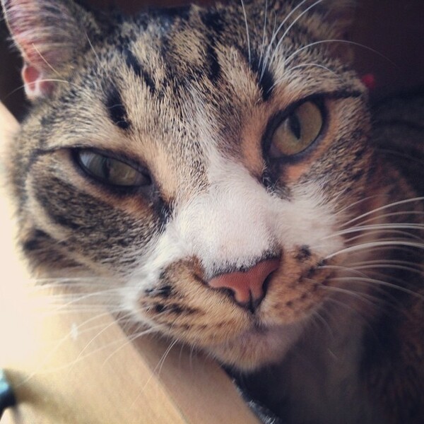 #LIFOPETS (57): Αυτά είναι τα κατοικίδιά μας